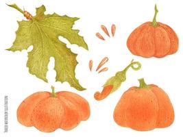 ensemble de trois citrouilles aquarelles vecteur