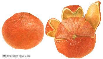 mandarine orange vecteur