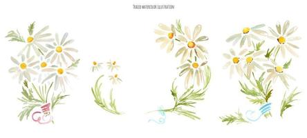 bouquets de fleurs de camomille, illustration aquarelle vecteur