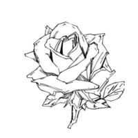 rose dessinée à la main. illustration vectorielle. style de tatouage vintage rose. croquis de motif de fleur pour la conception. illustration d'encre isolée. vecteur