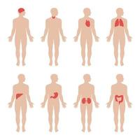 anatomie humaine avec organes internes vecteur