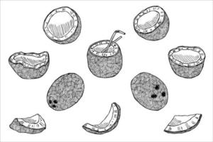 ensemble de cliparts de noix de coco. icône de noix dessinée à la main. illustration tropicale. pour l'impression, le web, le design, la décoration vecteur