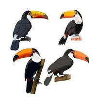 toucan bundle oiseau illustration vectorielle vecteur