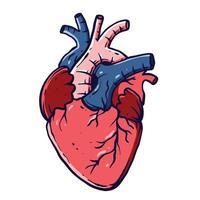 illustrations détaillées et colorées du cœur humain pour l'apprentissage de la médecine et de la biologie vecteur
