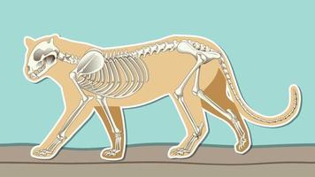 conception de vignettes avec squelette de léopard vecteur