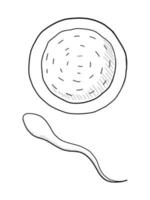 illustration vectorielle de contour noir et blanc d'un sperme et d'un ovule femelle vecteur