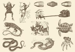 Illustrations de reptiles sépia vecteur
