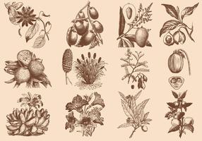 Illustration de fruits et de fleurs marron vecteur