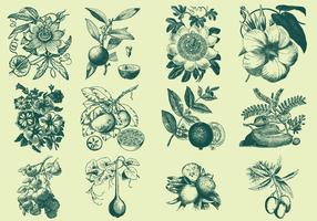 Illustration de fruits et de fleurs vertes vecteur