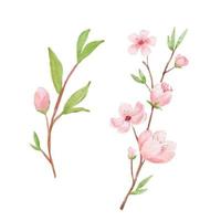 branche d'illustration de fleur de cerisier. peinture à l'aquarelle sakura isolé sur fond blanc. fleur japonaise vecteur