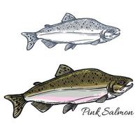 croquis de poisson saumon pour la conception de fruits de mer et de pêche vecteur