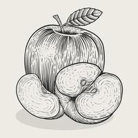 illustration pomme vintage avec style de gravure sur fond blanc vecteur