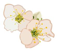 illustration vectorielle isolée de fleurs d'abricot. vecteur