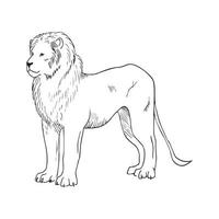illustration dans le style d'encre d'art de lion vecteur