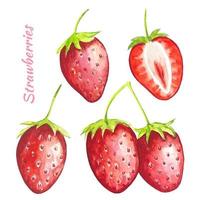 ensemble de fraises mûres, aquarelle vecteur