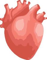 icône de vecteur d'organes cardiaques humains isolé