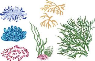 ensemble de plantes vectorielles marines, algues dessinées à la main vecteur