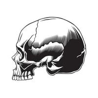 Anatomie du crâne sur le côté en noir et blanc vecteur