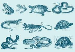 Illustrations de reptiles bleus vecteur