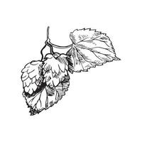 illustration de houblon dans un style d'encre d'art vecteur