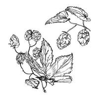 illustrations de houblon dans un style d'encre d'art vecteur