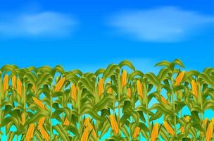 champ de maïs vert qui grandit sur le ciel bleu vecteur