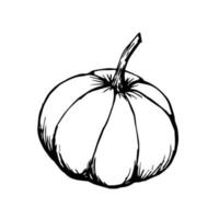 citrouille isolé sur fond blanc. dessin de contour noir de vecteur. récolte saisonnière, décor d'automne, légumes de la ferme. vecteur