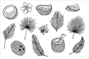 ensemble de cliparts de noix de coco. icône de noix dessinée à la main. illustration tropicale. pour l'impression, le web, le design, la décoration vecteur