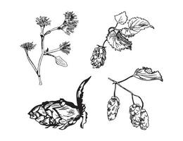 illustrations de houblon dans un style d'encre d'art vecteur