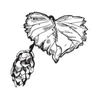 illustration de houblon dans un style d'encre d'art vecteur