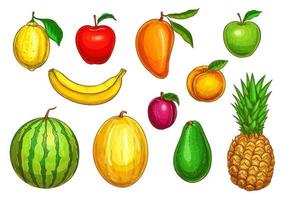 icônes vectorielles isolées de fruits exotiques tropicaux vecteur