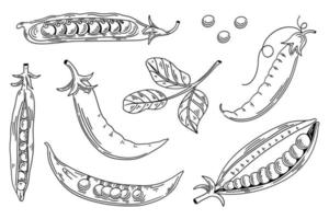 haricots verts, haricots blancs, haricots dans le jeu de style de croquis. objet de style gravé végétal isolé. dessin détaillé de nourriture végétarienne. produit du marché agricole. idéal pour le menu, l'étiquette, l'icône. vecteur