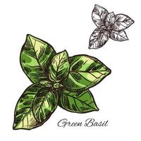 icône de plante de croquis de vecteur d'assaisonnement au basilic vert
