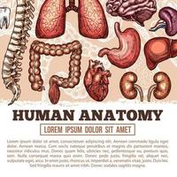 affiche de croquis de vecteur d'anatomie d'organes humains