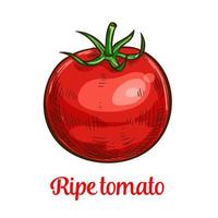 croquis de légumes tomates de légumes naturels biologiques vecteur