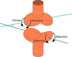 l'articulation en selle est un type d'articulation synoviale qui permet l'articulation par réception réciproque vecteur