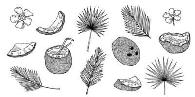 ensemble de cliparts de noix de coco. icône de noix dessinée à la main. illustration tropicale. pour l'impression, le web, le design, la décoration vecteur