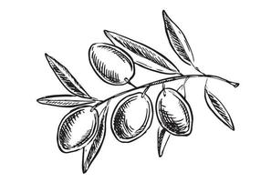 olives sur une branche, dessinées à la main, illustrations vectorielles. vecteur