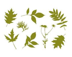 définir le timbre des feuilles, les éléments botaniques à base de plantes, l'herbier. isolé. fond blanc. vecteur
