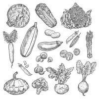 icônes de croquis isolés de vecteur organique de légumes