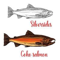 croquis de poisson saumon coho de conception d'animaux marins vecteur