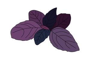 feuilles de basilic frais isolés sur fond transparent. illustration vectorielle de feuilles de basilic. vecteur