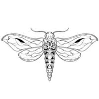 illustrations vectorielles d'insectes de livre de coloriage dessinés à la main, dessin, gravure, encre, dessin au trait. vecteur