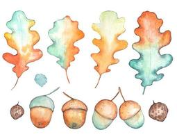 collection de feuilles de chêne et de glands brillants à l'aquarelle vecteur