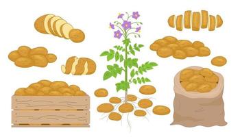 illustration vectorielle de l'ensemble de produits à base de pommes de terre. frites, crêpes, frites, pommes de terre entières dans un style réaliste de dessin animé. récolter les icônes de légumes.