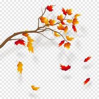 branche d'érable, chute des feuilles d'automne. illustration vectorielle réaliste d'automne sur fond de transparence. vecteur