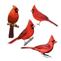 paquet de vecteur d'oiseau cardinal