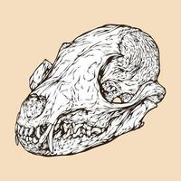 illustration vectorielle de tête de crâne de renard du cap africain vecteur