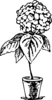hortensia en pot, fleurs et feuilles. fleur d'hortensia monochrome vecteur