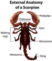 anatomie externe d'une conception éducative de scorpion vecteur